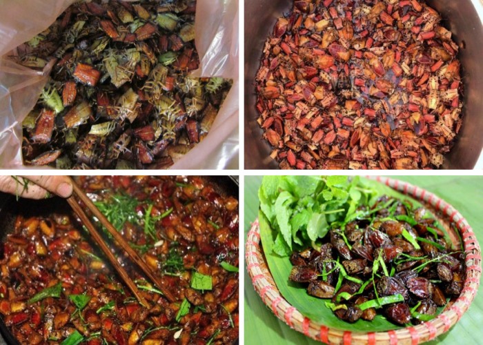 Cách ăn bọ xít an toàn