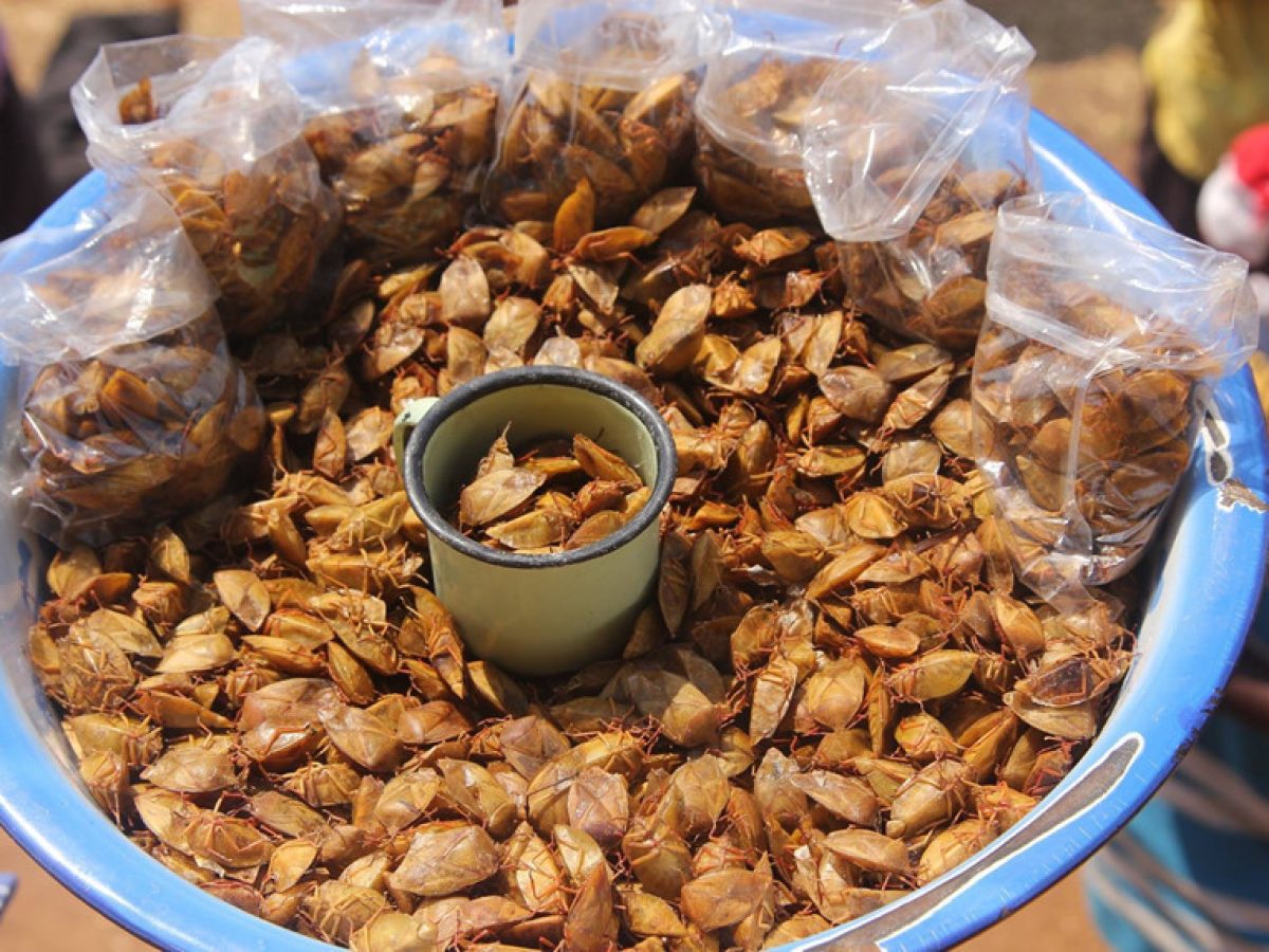 Cách chế biến bọ xít