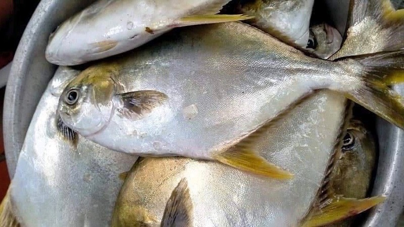 Cách chọn và bảo quản cá chim