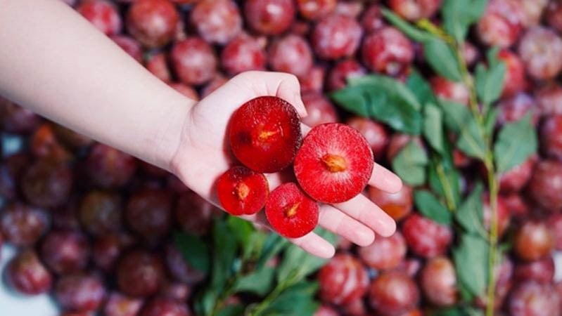 Cách chọn và bảo quản mận hậu
