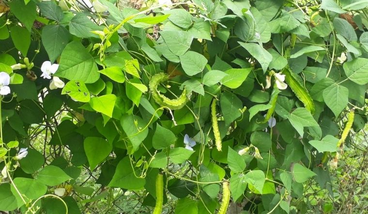 Cách trồng lá đậu rồng tại nhà