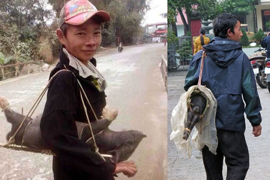 Đặc điểm của heo cắp nách