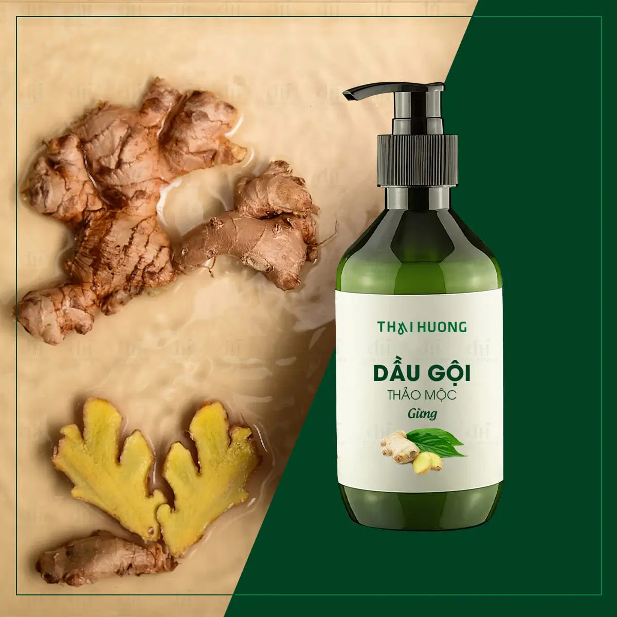 Giới thiệu về dầu gội gừng