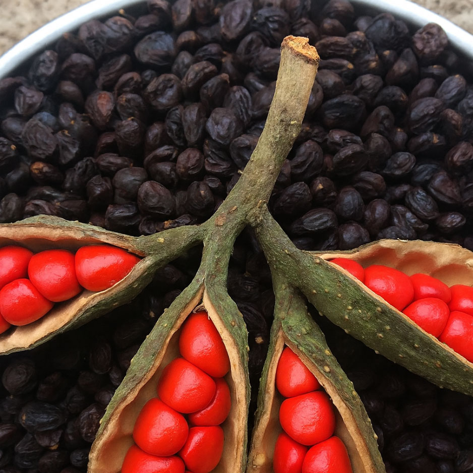 Hạt dổi màu đỏ