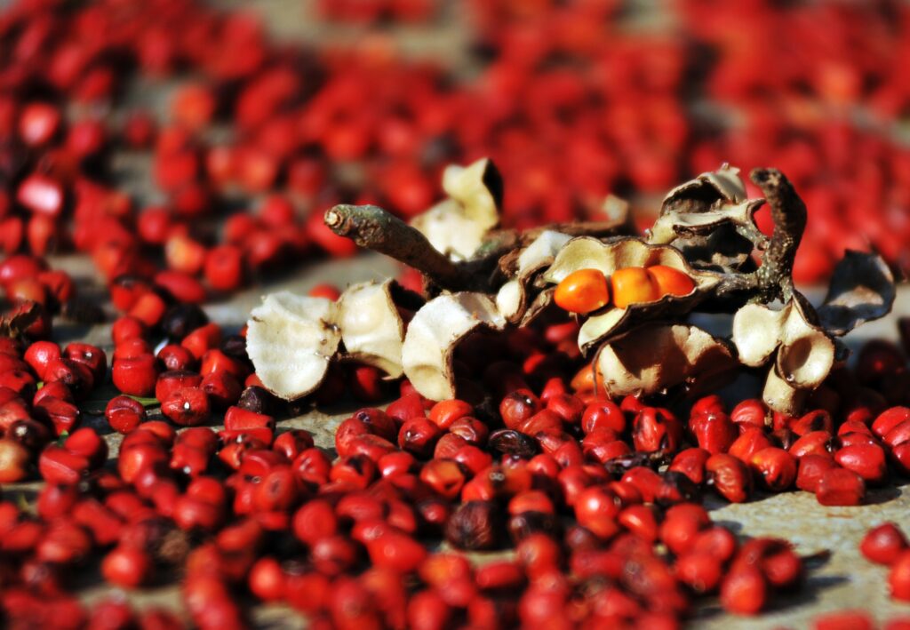 Hạt dổi tinh túy Tây Bắc