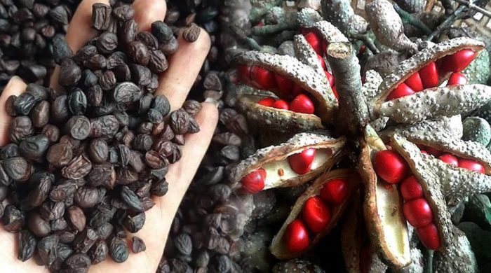 Hiện nay giá hạt dổi bao nhiêu tiền 1kg