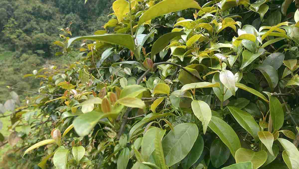 Lá lồm còn được gọi là lá giang