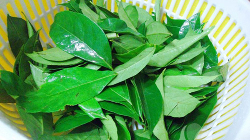 Lá mắc mật là gì?