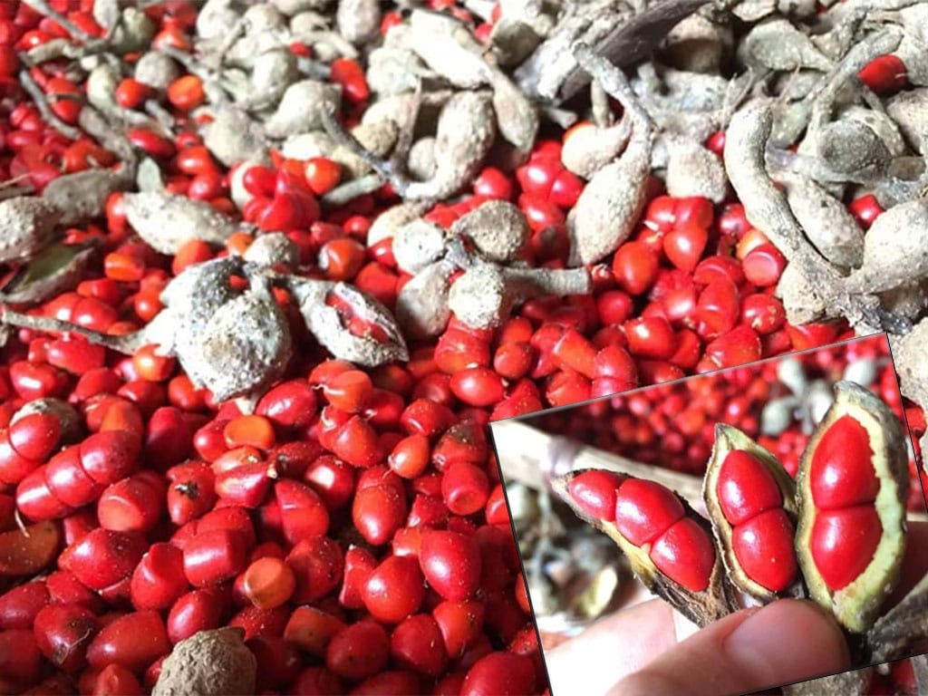 Quả dổi là quả gì?