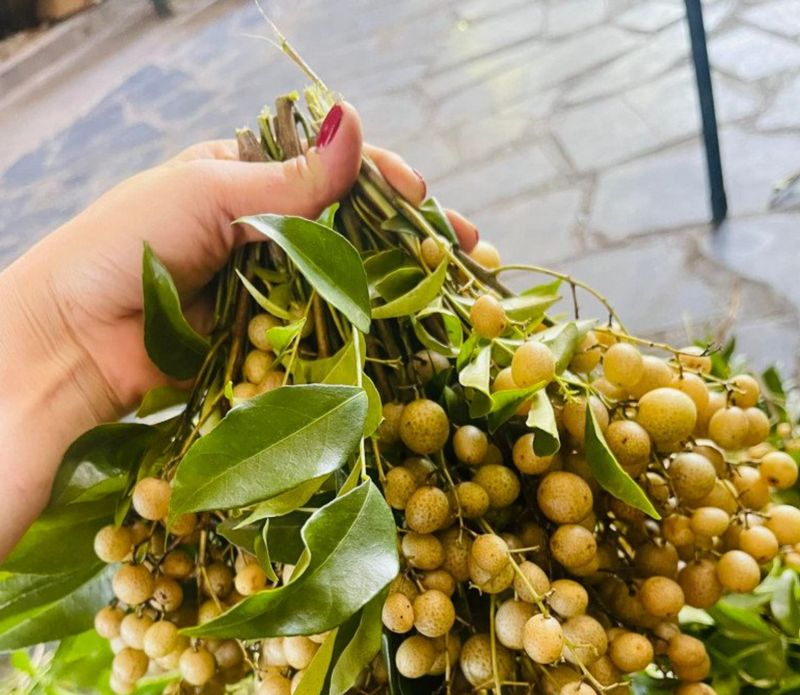 Quả mắc mật tươi