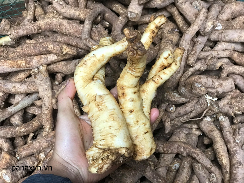 Rửa sạch và xắt lát đinh lăng