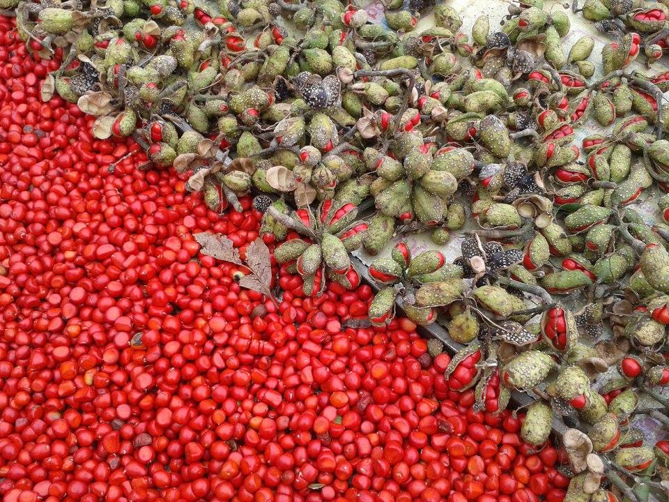 Vì sao hạt dổi có giá thành cao