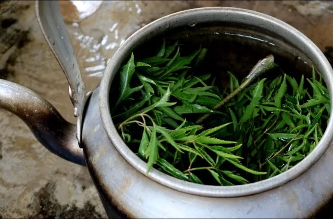 Cách tắm lá đinh lăng cho trẻ sơ sinh đúng cách