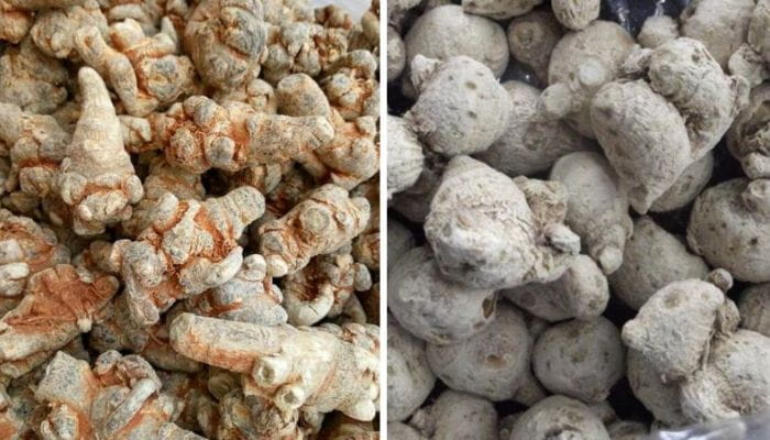 Giá tam thất phụ thuộc vào chất lượng, độ tuổi, loại tươi, khô..