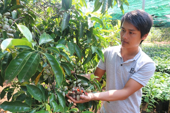 Giới thiệu về cây dổi và quá trình thu hoạch