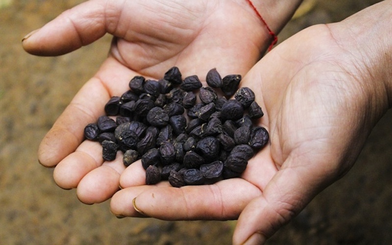 Hạt dổi rừng Tây Bắc