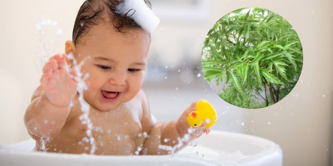 Những lợi ích của nước tắm lá đinh lăng cho trẻ