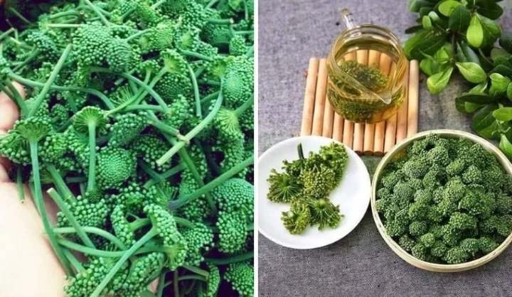 Nụ tam thất một món quà từ thiên nhiên